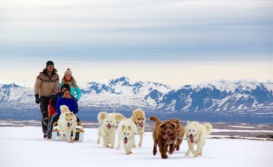 Winter Dog Sledding Tour With Transfer From Reykjavik