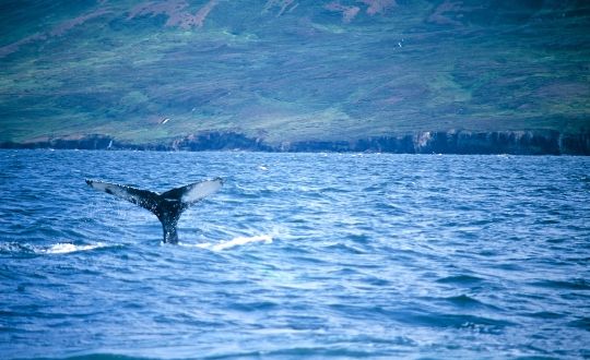 Whale Watching From Húsavík