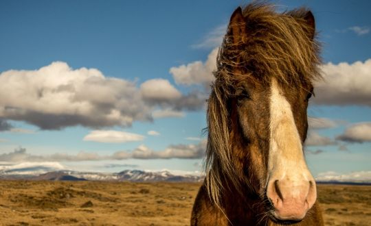 Horse riding in Iceland