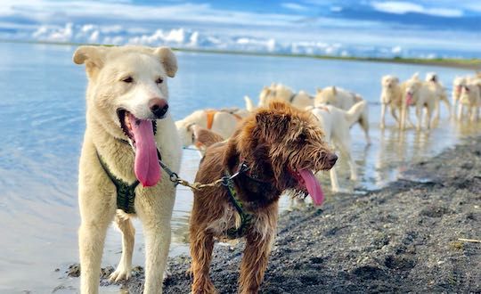 Dry Land Dog Sledding Tour With Transfer From Reykjavik