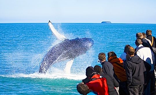 Whale Watching in Iceland